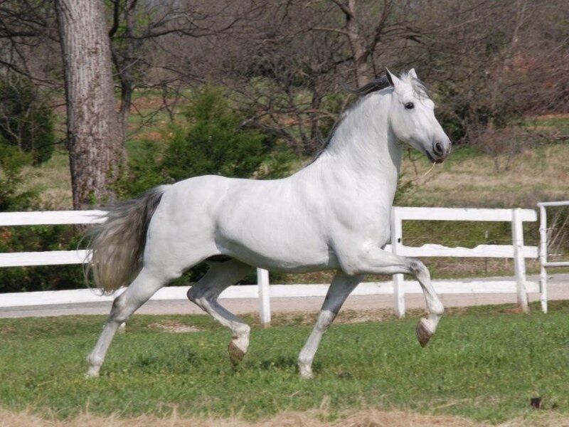 White Horse Running — Active, Spring