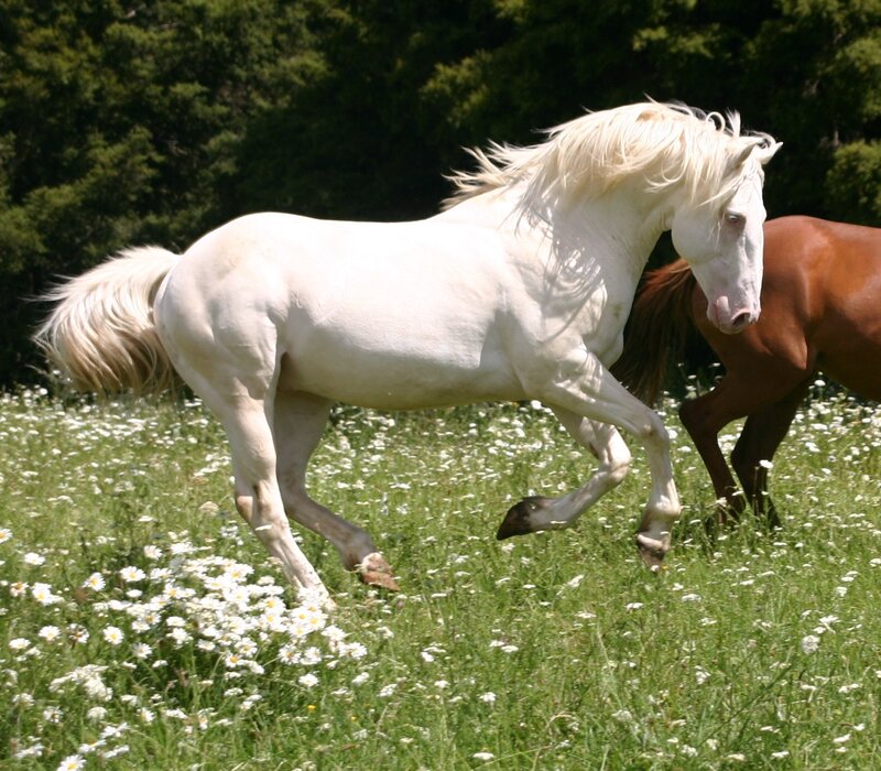 White Horse Running — Active