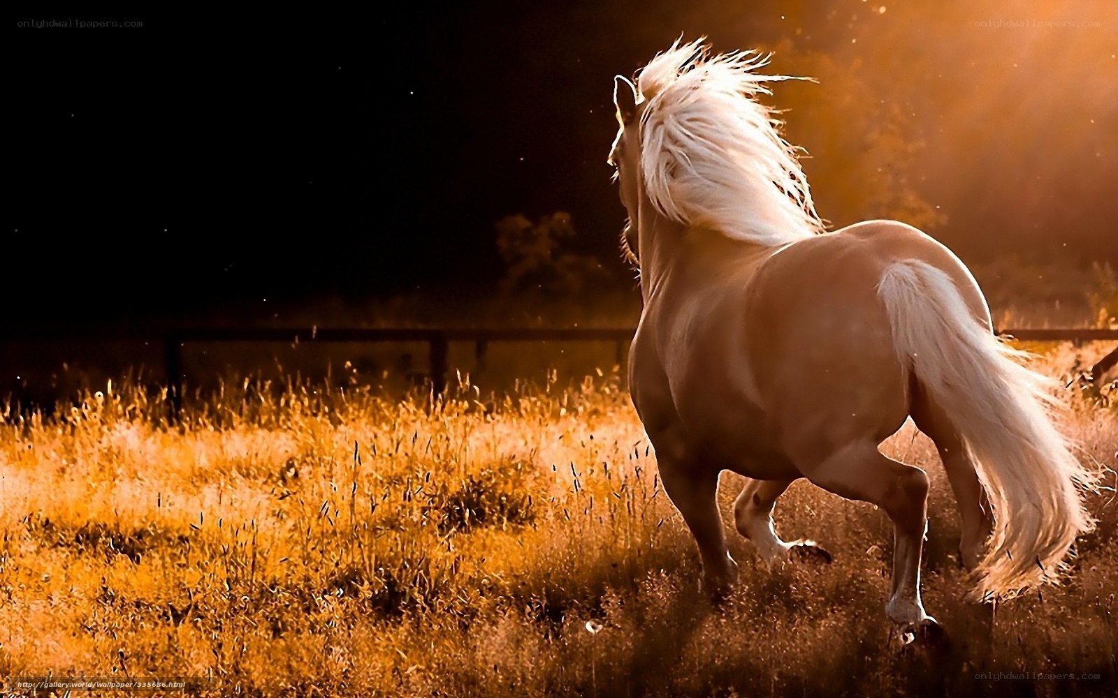 white horse running at sunset