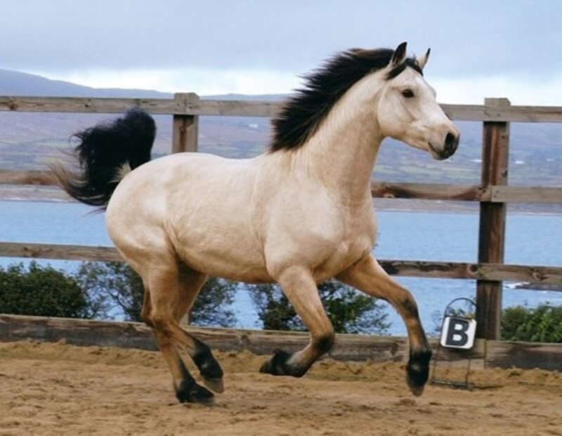 White Horse Running — Beige
