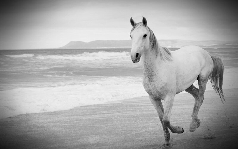 White Horse Running — Black, Dramatic, Photograph, Beach