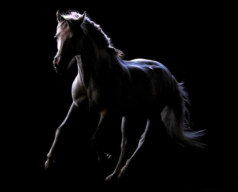 White Horse Running — Black, Dramatic, Photograph