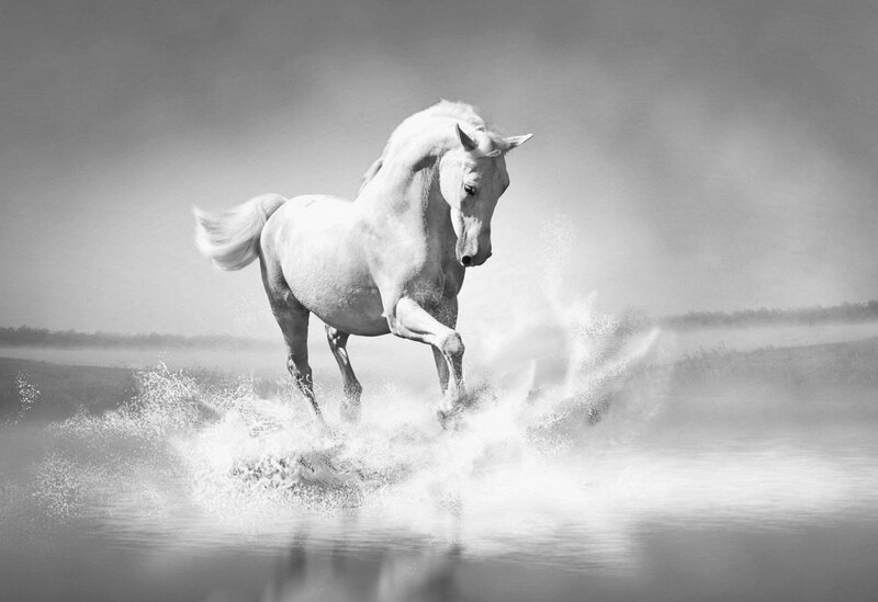 White Horse Running — Black, Dramatic, Photograph, Water