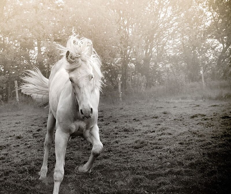 White Horse Running — Black, Dynamic, Morning