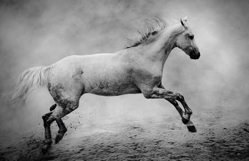 White Horse Running — Black, Dynamic, Photograph, Dust, Ground