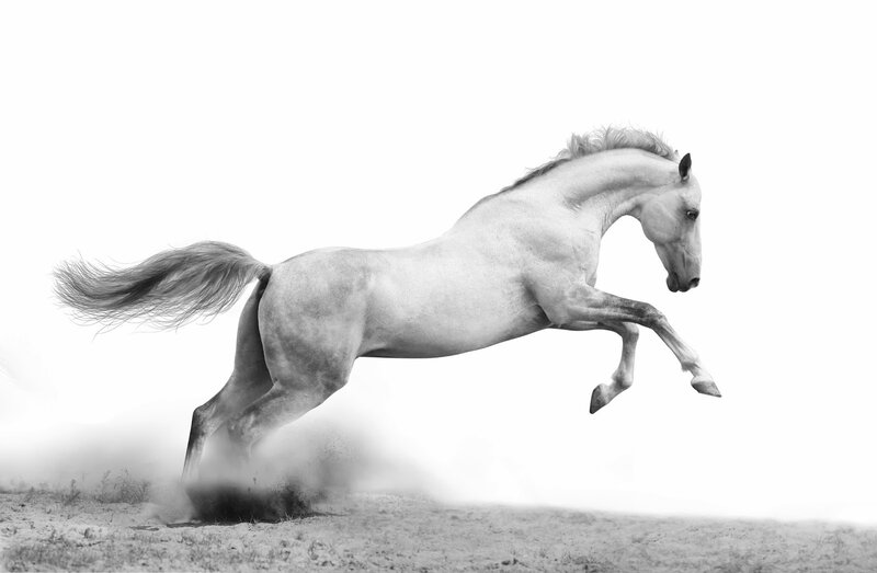 White Horse Running — Black, Dynamic, Photograph, Dust