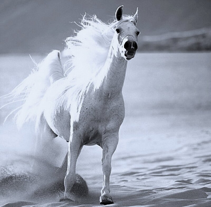 White Horse Running — Black, Dynamic, Photograph