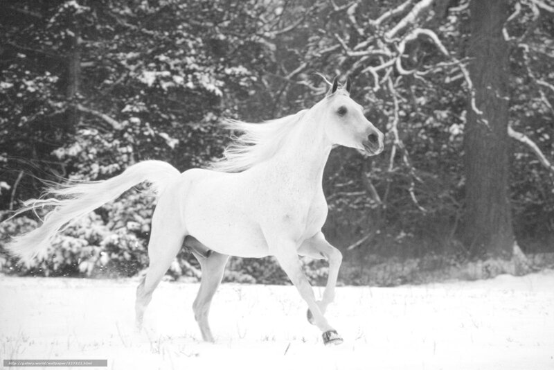 White Horse Running — Black, Dynamic, Winter, Photograph, Snow