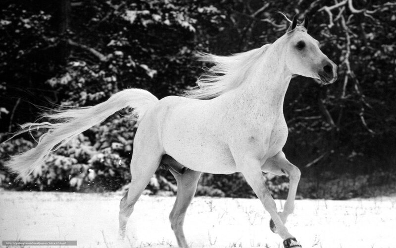 White Horse Running — Black, Dynamic, Winter, Photograph