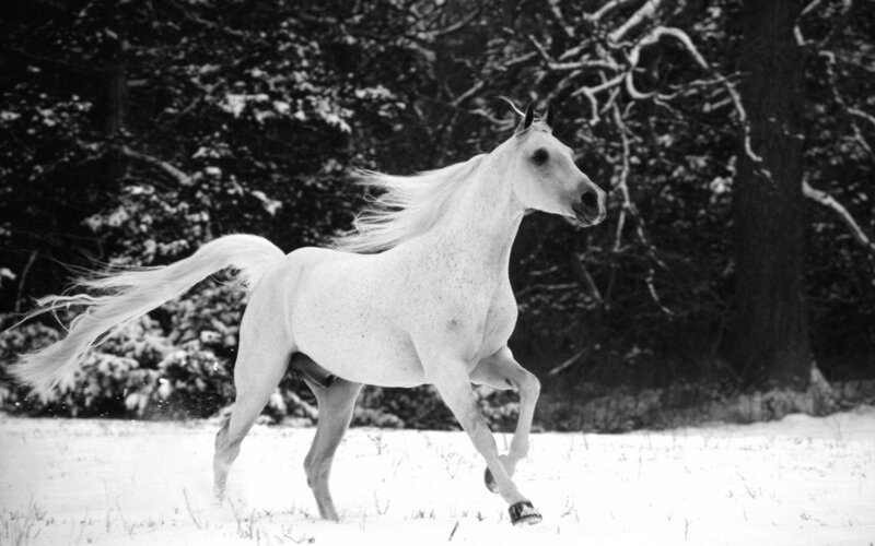 White Horse Running — Black, Dynamic, Winter