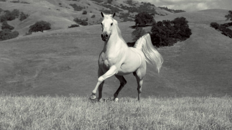 White Horse Running — Black, Serene