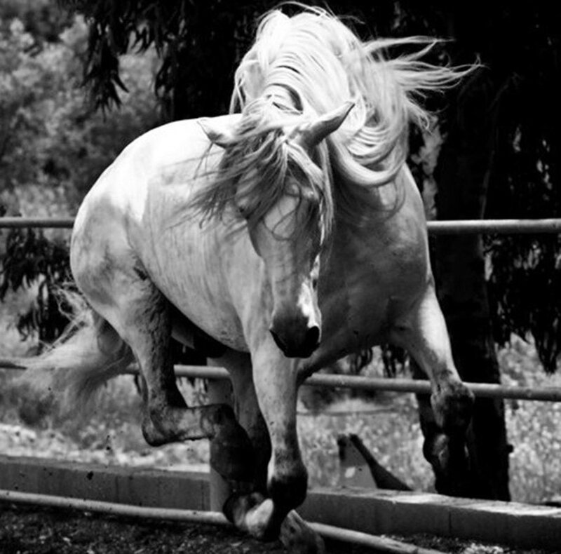 White Horse Running — Black