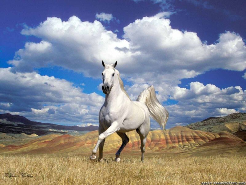 White Horse Running — Blue, Dramatic, Afternoon, Photograph