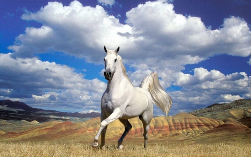 White Horse Running — Blue, Dramatic, Afternoon