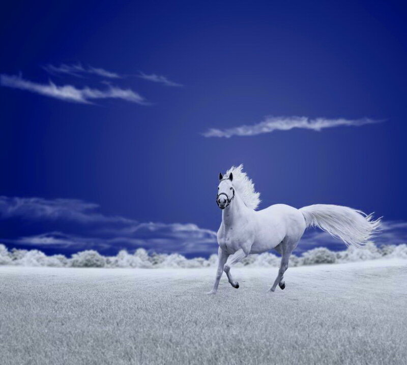 White Horse Running — Blue, Dramatic, Digital Art