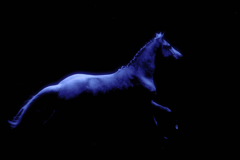 White Horse Running — Blue, Dramatic, Night, Photograph