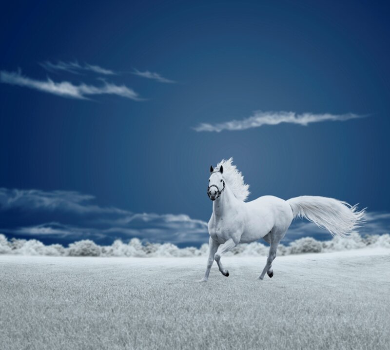White Horse Running — Blue, Dramatic, Photograph