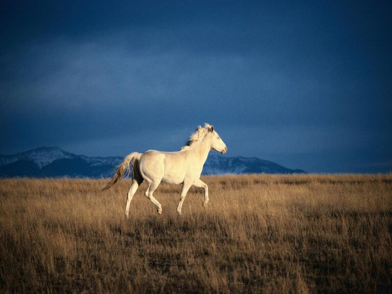 White Horse Running — Blue, Dramatic, Sunset