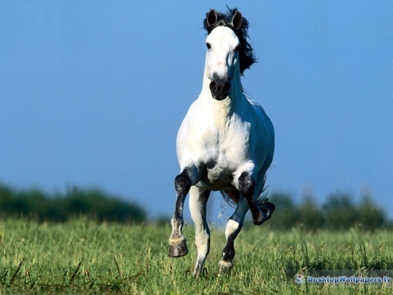 White Horse Running — Blue, Dynamic, Afternoon, Photograph, Grass, Sky, Trees