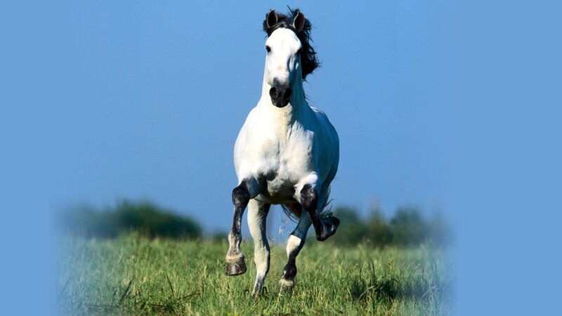 White Horse Running — Blue, Dynamic, Afternoon, Photograph, Grass