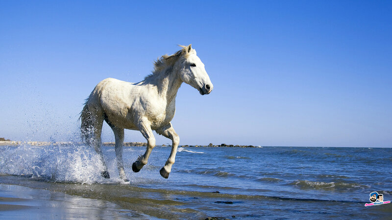White Horse Running — Blue, Dynamic, Afternoon, Photograph, Ocean