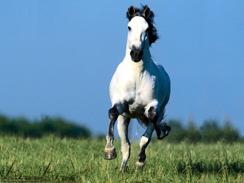 White Horse Running — Blue, Dynamic, Afternoon