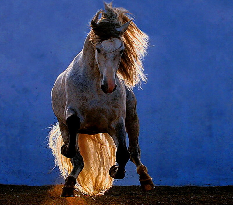 White Horse Running — Blue, Dynamic, Photograph