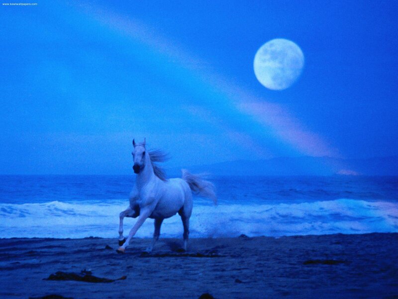 White Horse Running — Blue, Serene, Night