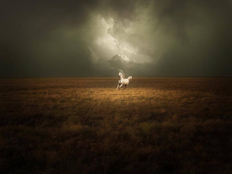 White Horse Running — Brown, Dramatic, Night