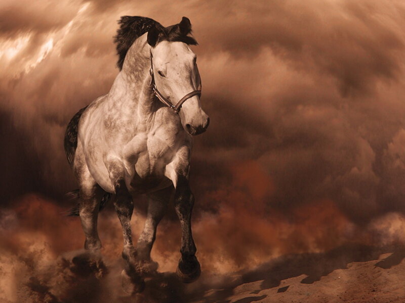 White Horse Running — Brown, Dramatic, Photograph
