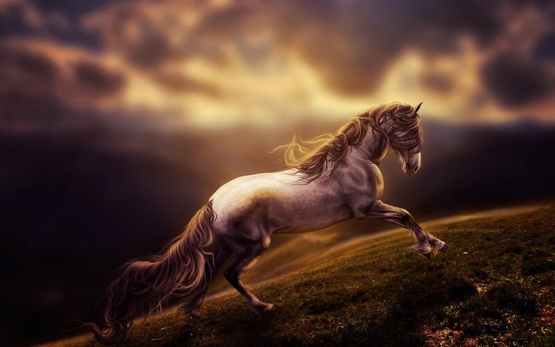 White Horse Running — Brown, Dramatic, Sunset