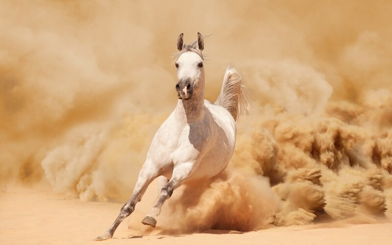 White Horse Running — Brown, Dynamic, Afternoon, Photograph, Dust