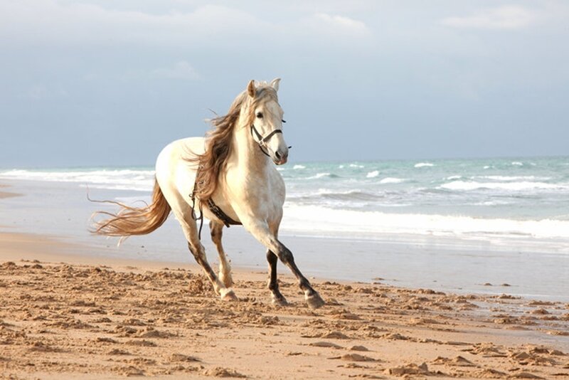 White Horse Running — Brown, Dynamic, Afternoon, Photograph