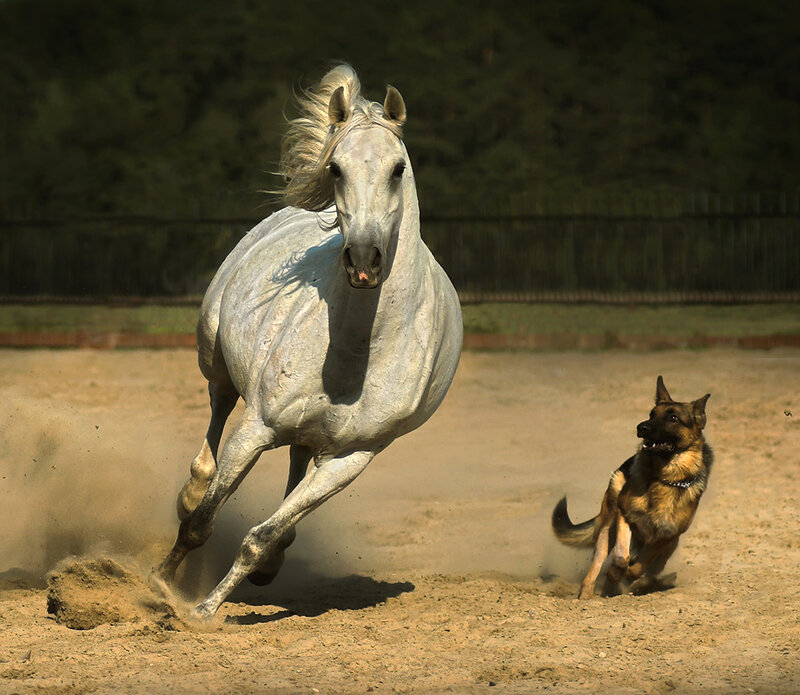 White Horse Running — Brown, Dynamic, Afternoon