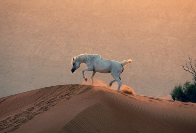 White Horse Running — Brown, Dynamic, Sunset