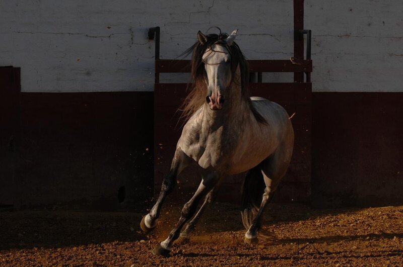 White Horse Running — Brown, Dynamic