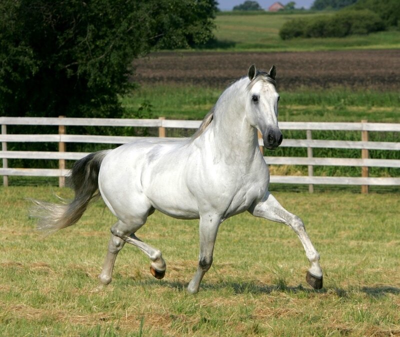White Horse Running — Calm, Afternoon, Photograph, Fence