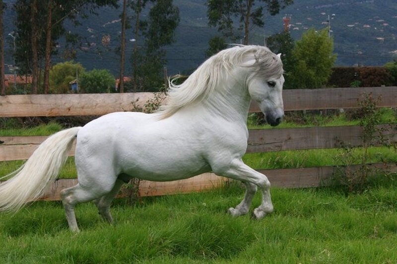 White Horse Running — Calm, Afternoon, Photograph, Grass, Fence