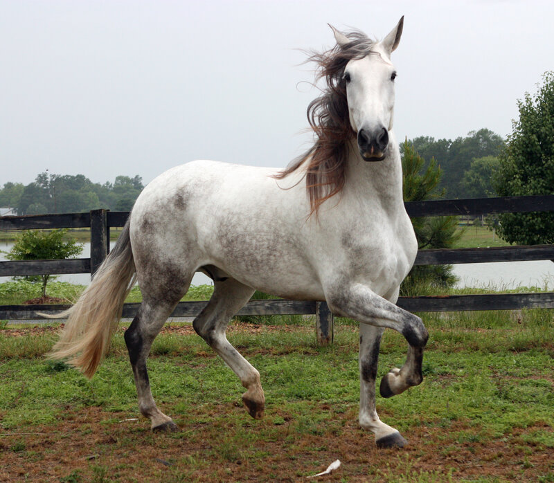 White Horse Running — Calm, Afternoon, Photograph