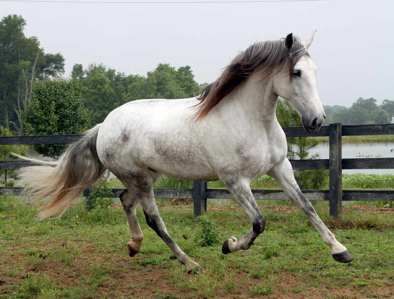 White Horse Running — Calm, Afternoon