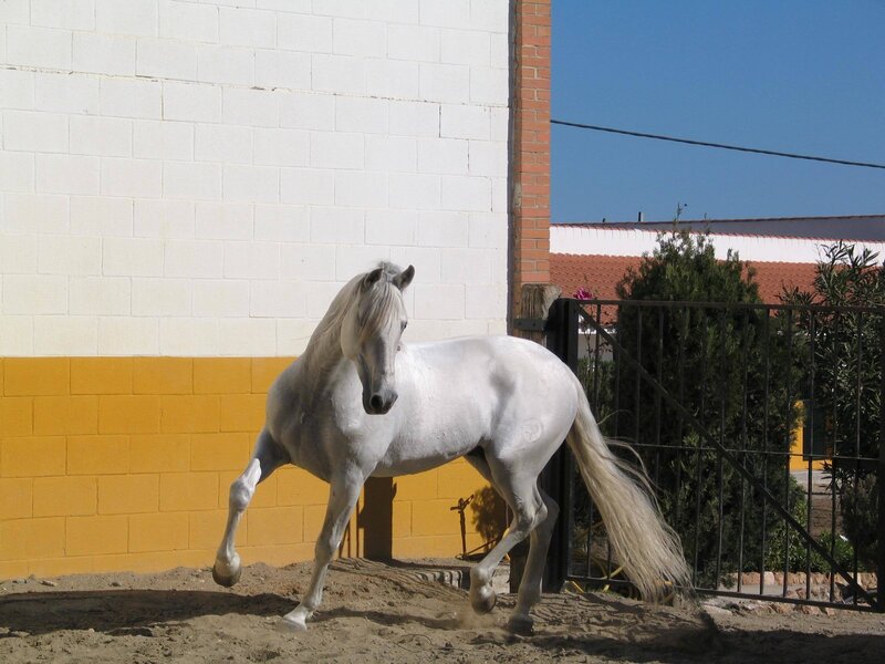 White Horse Running — Calm