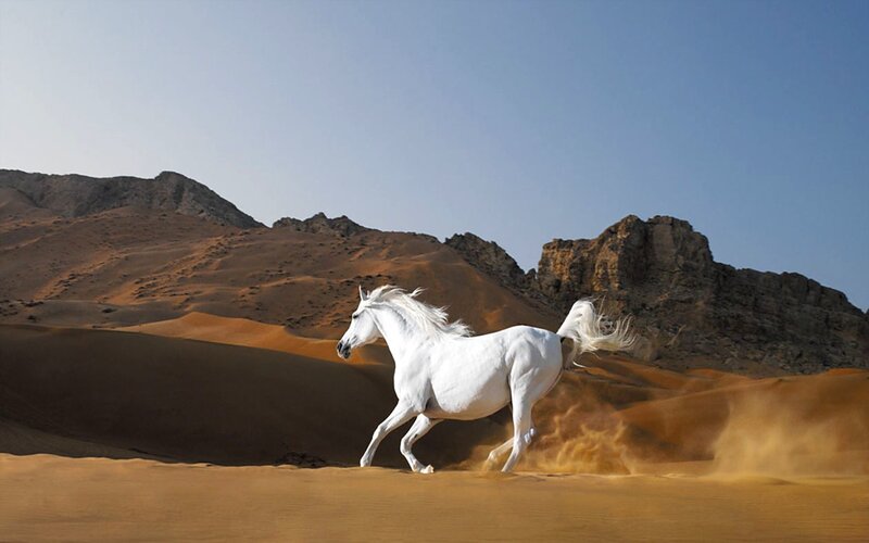White Horse Running — Dramatic, Afternoon