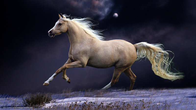 White Horse Running — Dramatic, Night, Photograph, Night Sky, Moon, Grass