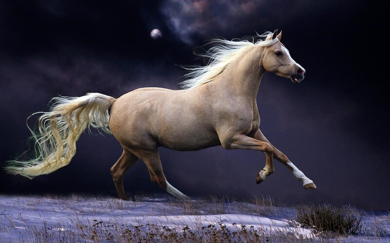 White Horse Running — Dramatic, Night, Photograph, Night Sky, Moon, Snow