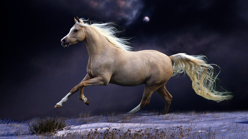 White Horse Running — Dramatic, Night, Photograph, Night Sky