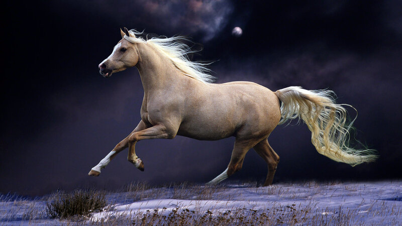 White Horse Running — Dramatic, Night, Photograph
