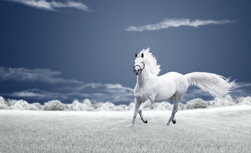 White Horse Running — Dramatic, Photograph