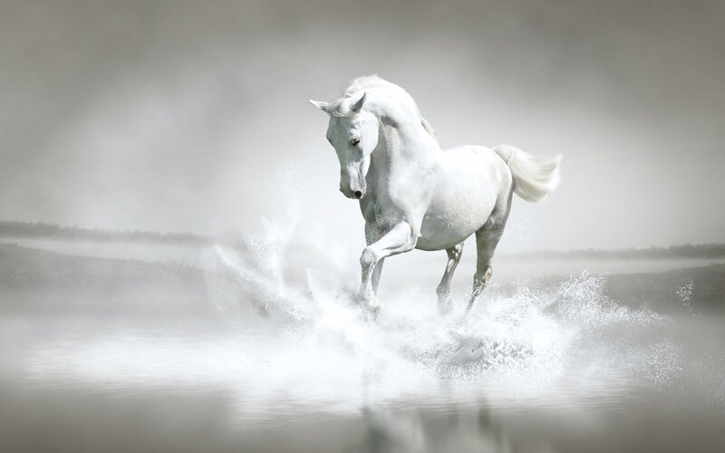 White Horse Running — Dramatic, Photograph, Water, Splashes, Fog