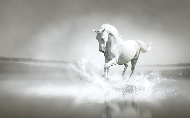White Horse Running — Dramatic, Photograph, Water