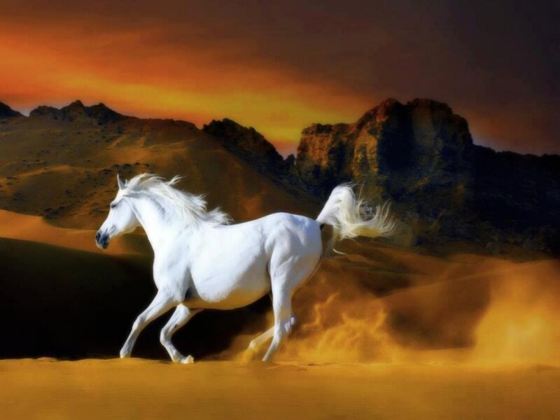 White Horse Running — Dramatic, Sunset, Photograph, Desert